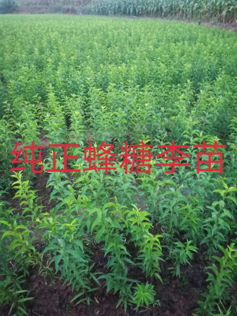 蜂糖李子苗，大型苗木基地，薄利多销