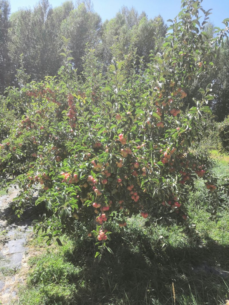金红果