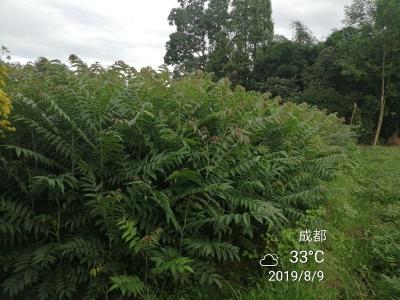 四季香椿高海拔，低平原全地形种植，当年栽培当年采收