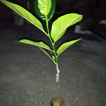 菠萝蜜嫁接树苗