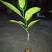 菠萝蜜嫁接树苗