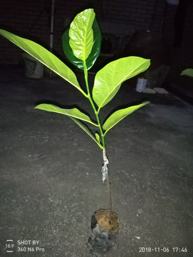 菠萝蜜嫁接树苗