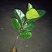 菠萝蜜嫁接树苗