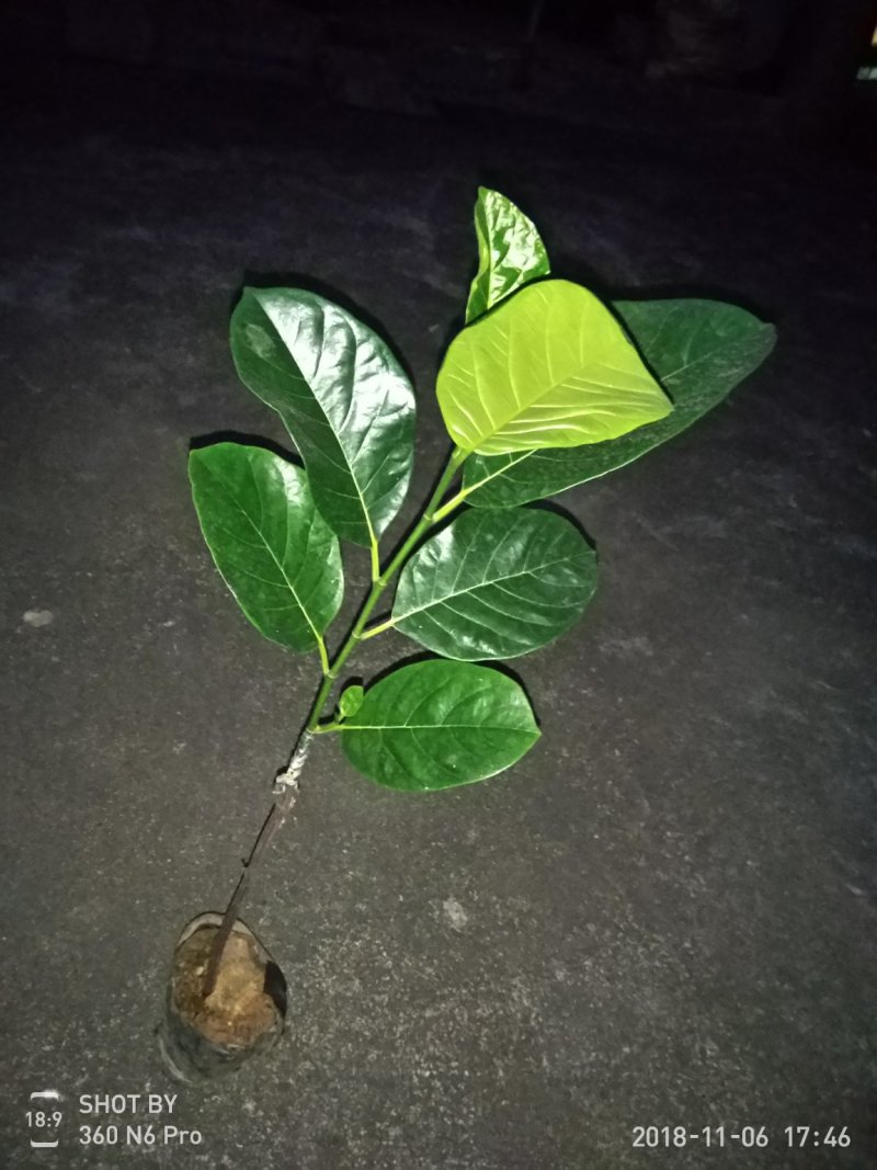 菠萝蜜嫁接树苗