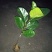 菠萝蜜嫁接树苗