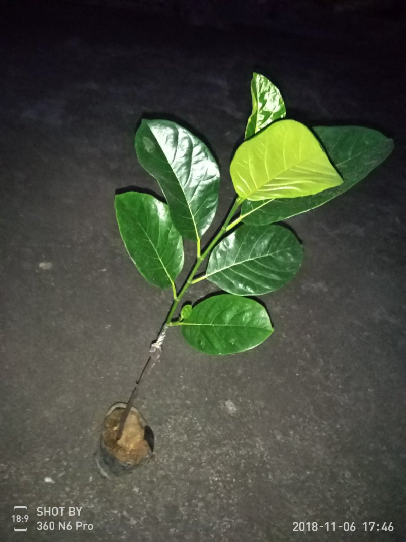 菠萝蜜嫁接树苗