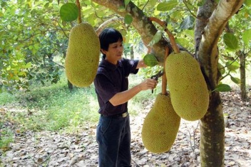 菠萝蜜嫁接树苗
