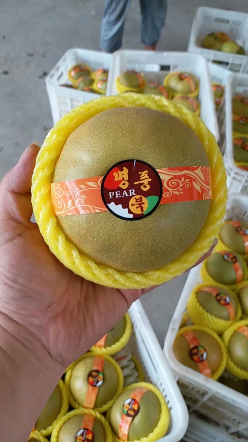 精品韩国华山梨