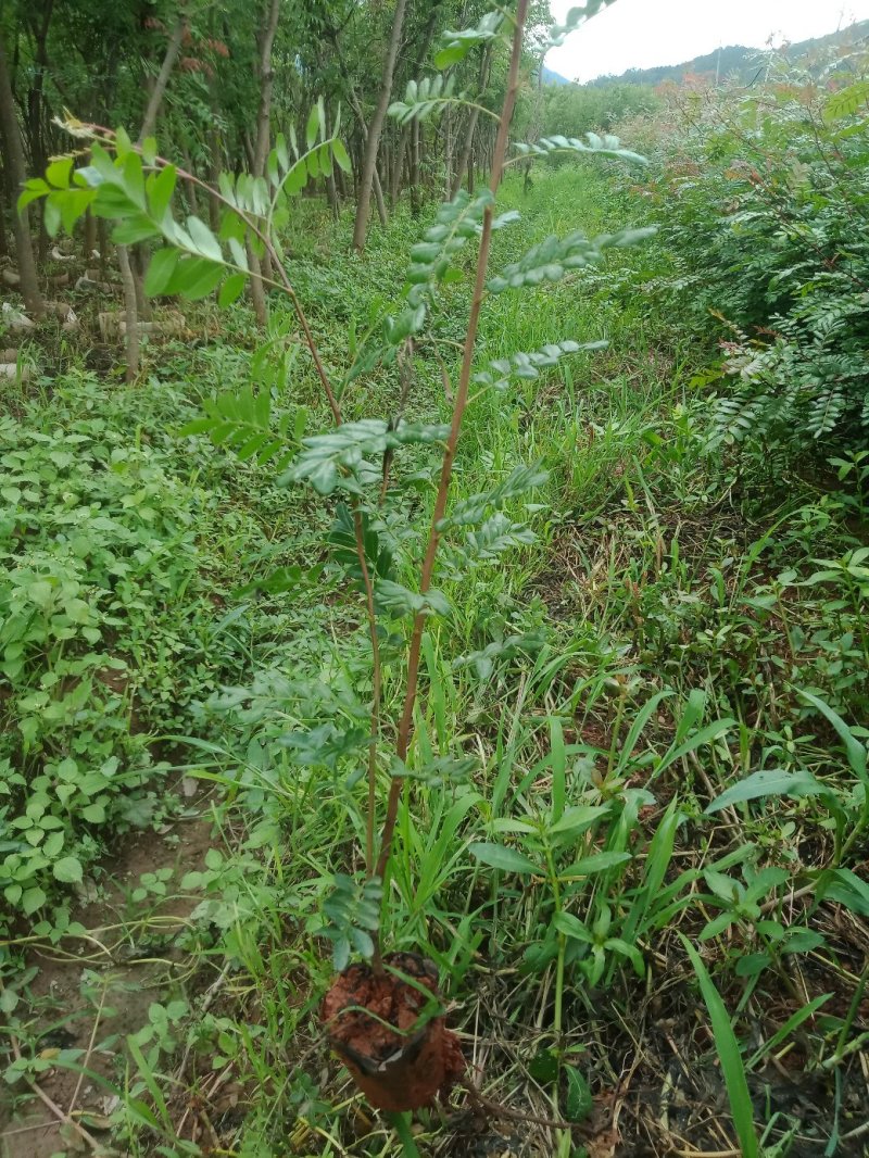 清香木树苗