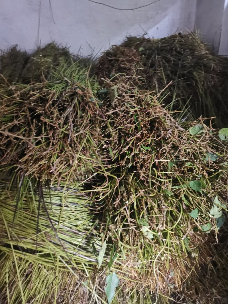 大量出售楸树种子价格美丽