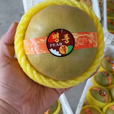 精品华山梨