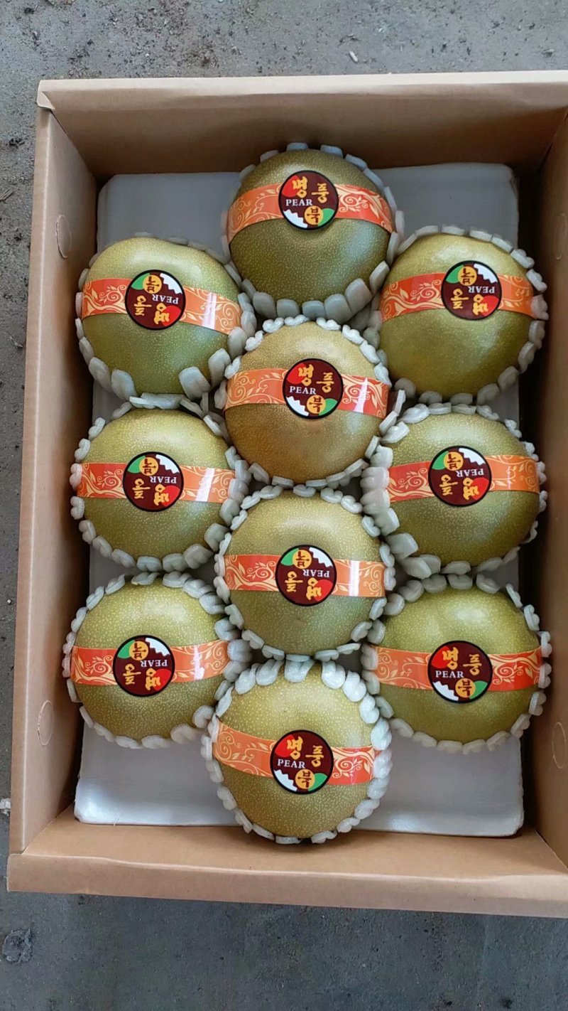 精品华山梨