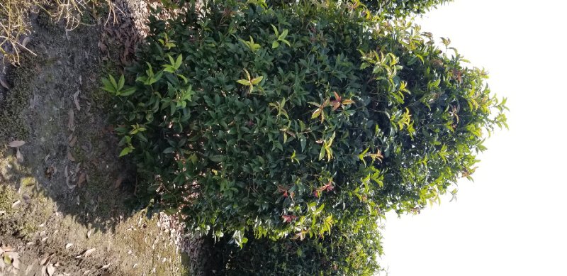 桂花球2米桂花球2.5米桂花球3米大价格