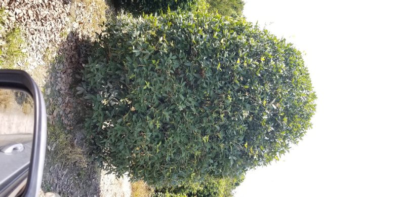 桂花球2米桂花球2.5米桂花球3米大价格