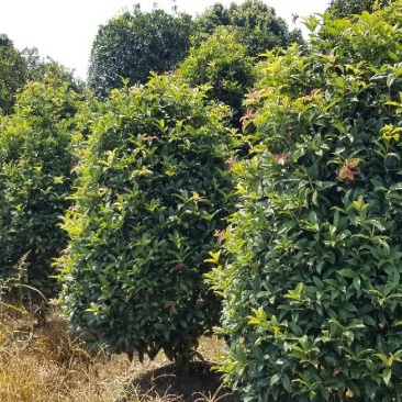 桂花球2米桂花球2.5米桂花球3米大价格