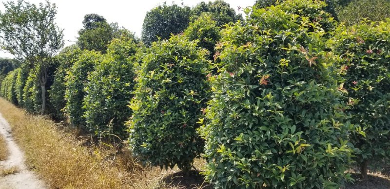 桂花球2米桂花球2.5米桂花球3米大价格