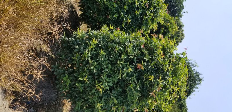桂花球2米桂花球2.5米桂花球3米大价格