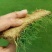 进口剪股颖草坪种子庭院别墅高尔夫球场绿化草籽草种子耐寒四