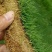进口剪股颖草坪种子庭院别墅高尔夫球场绿化草籽草种子耐寒四