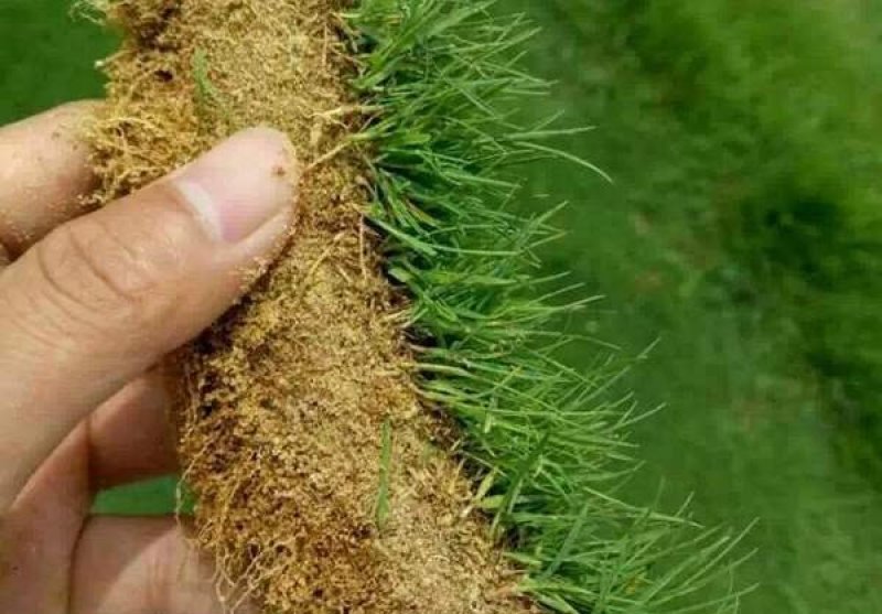 进口剪股颖草坪种子庭院别墅高尔夫球场绿化草籽草种子耐寒四