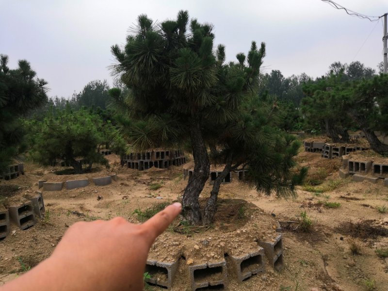 黑松赤松盆景
