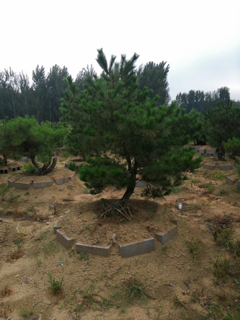 黑松赤松盆景