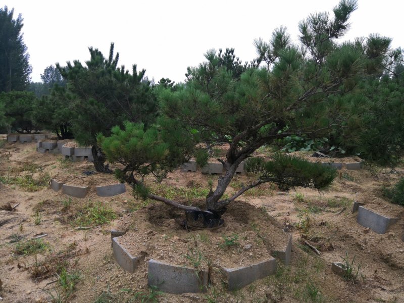 黑松赤松盆景