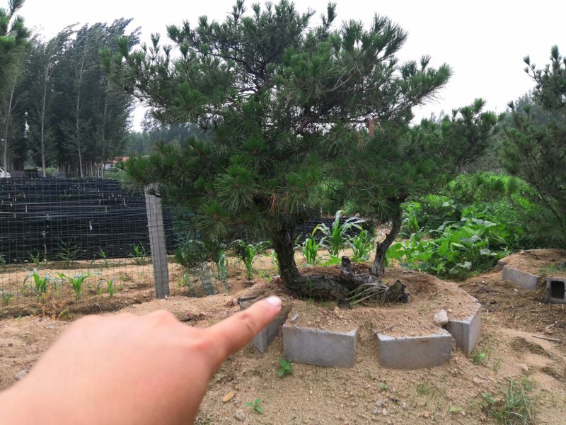 黑松赤松盆景