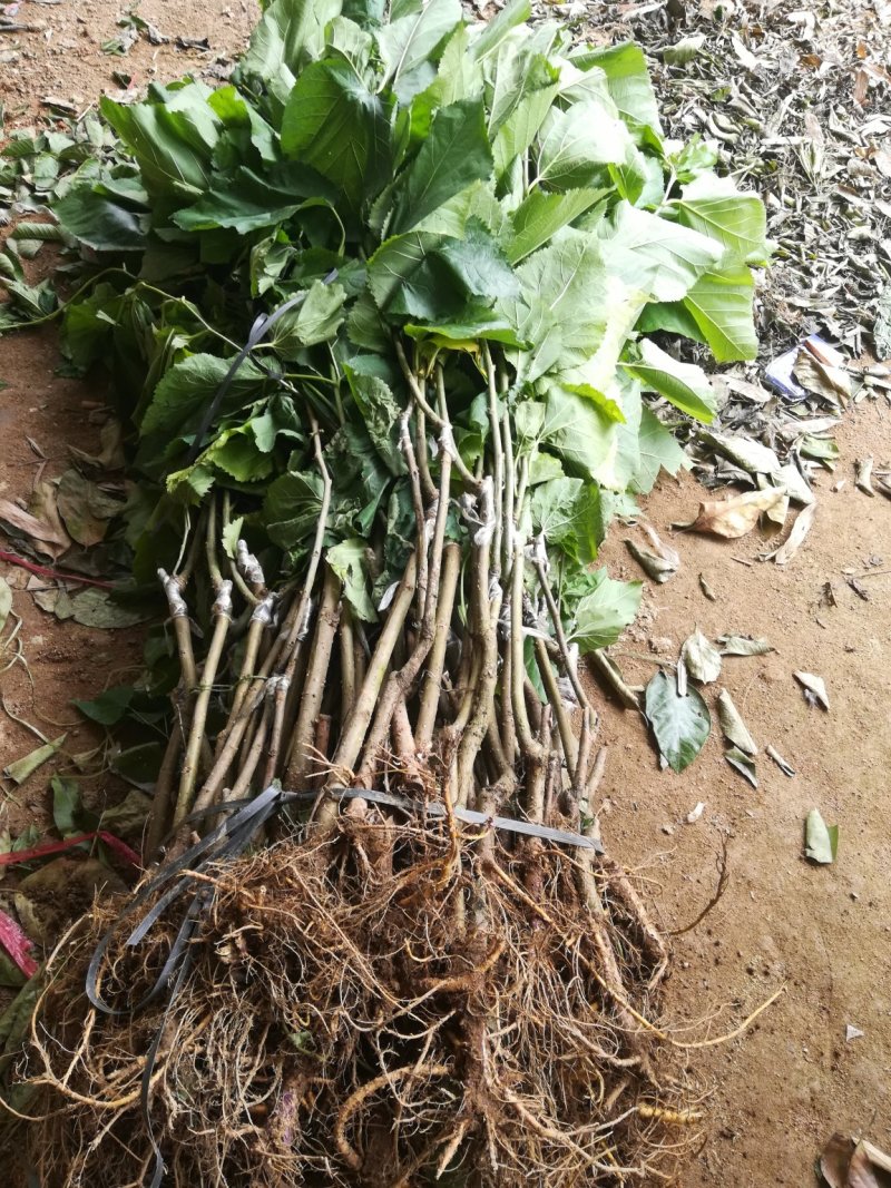 十大果桑苗，嫁接苗，果子可以泡酒，品质保证