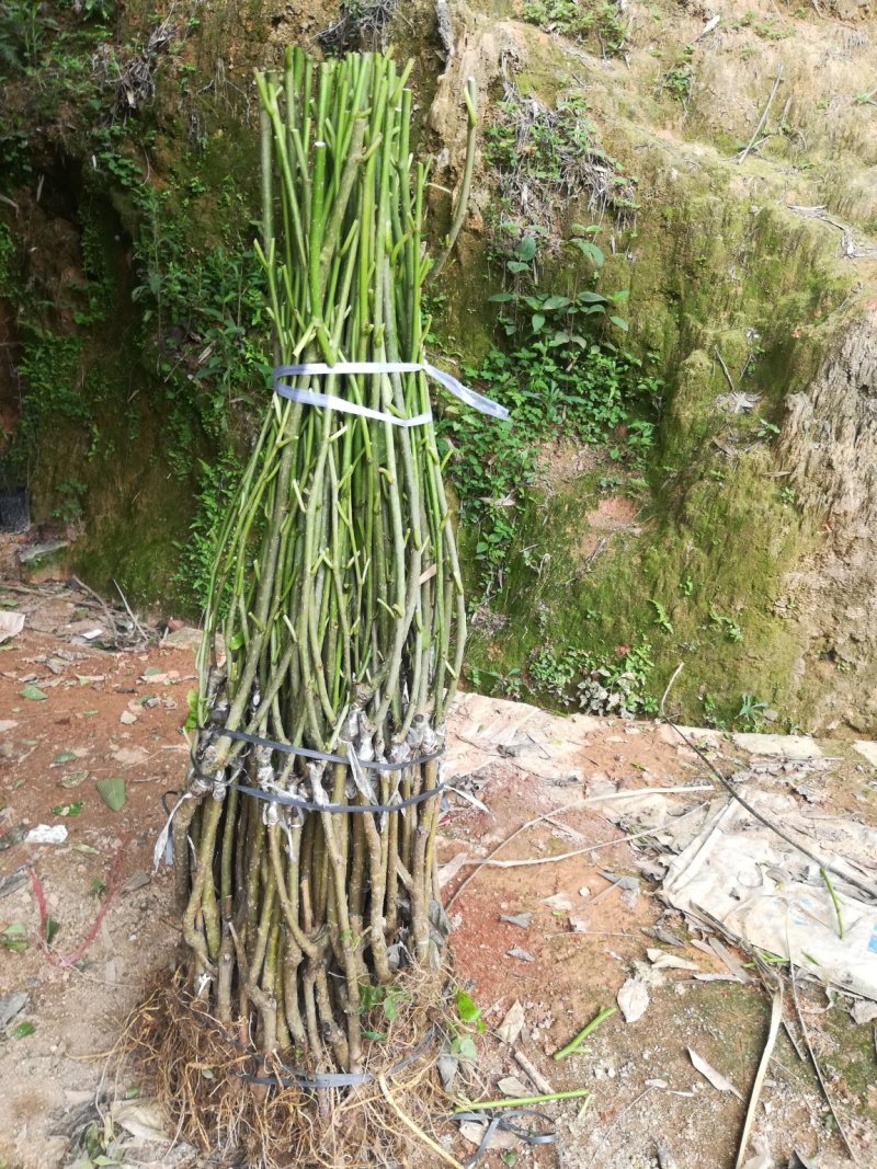 十大果桑苗，嫁接苗，果子可以泡酒，品质保证