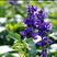 蓝花鼠尾草种子紫花红花四季播种多年生宿根耐寒花卉景观花