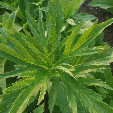 大量出售返魂草幼苗质量保证，假一赔十，欢迎各位前来采购！