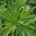 大量出售返魂草幼苗质量保证，假一赔十，欢迎各位前来采购！