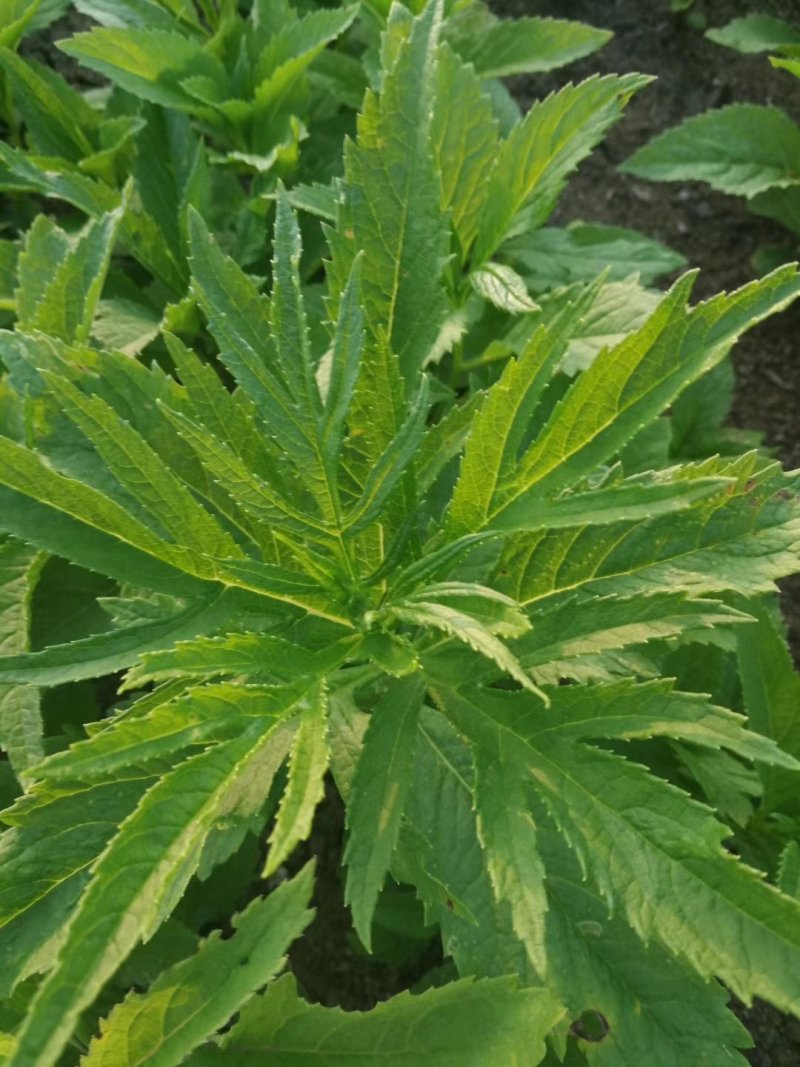 大量出售返魂草幼苗质量保证，假一赔十，欢迎各位前来采购！