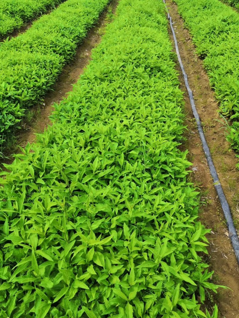 大量出售返魂草幼苗质量保证，假一赔十，欢迎各位前来采购！
