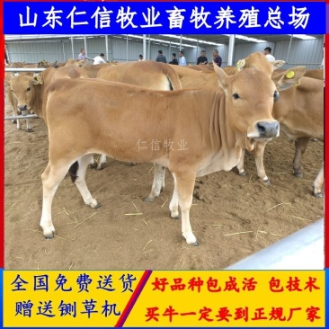 三元杂交牛全国免费送货大量批发厂家直销