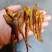 黄鱼，小黄鱼，烟熏烤干鱼干（无胆全是肉）(一手货源)不碎