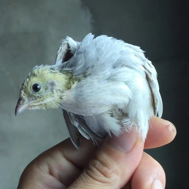 户丁鸡种蛋