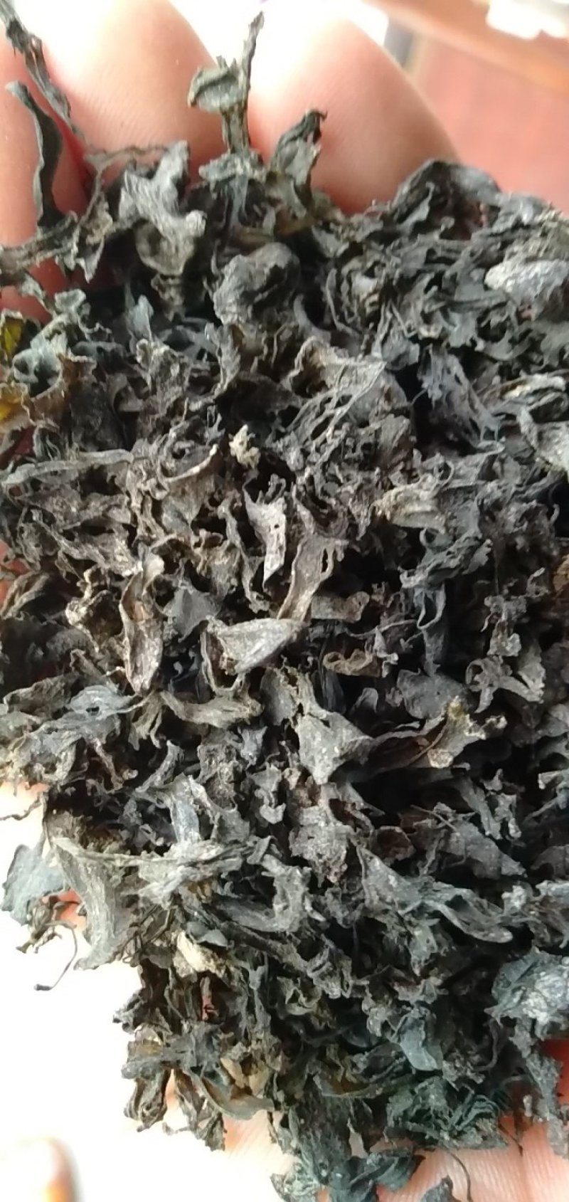 大量批发优质地皮菜批发