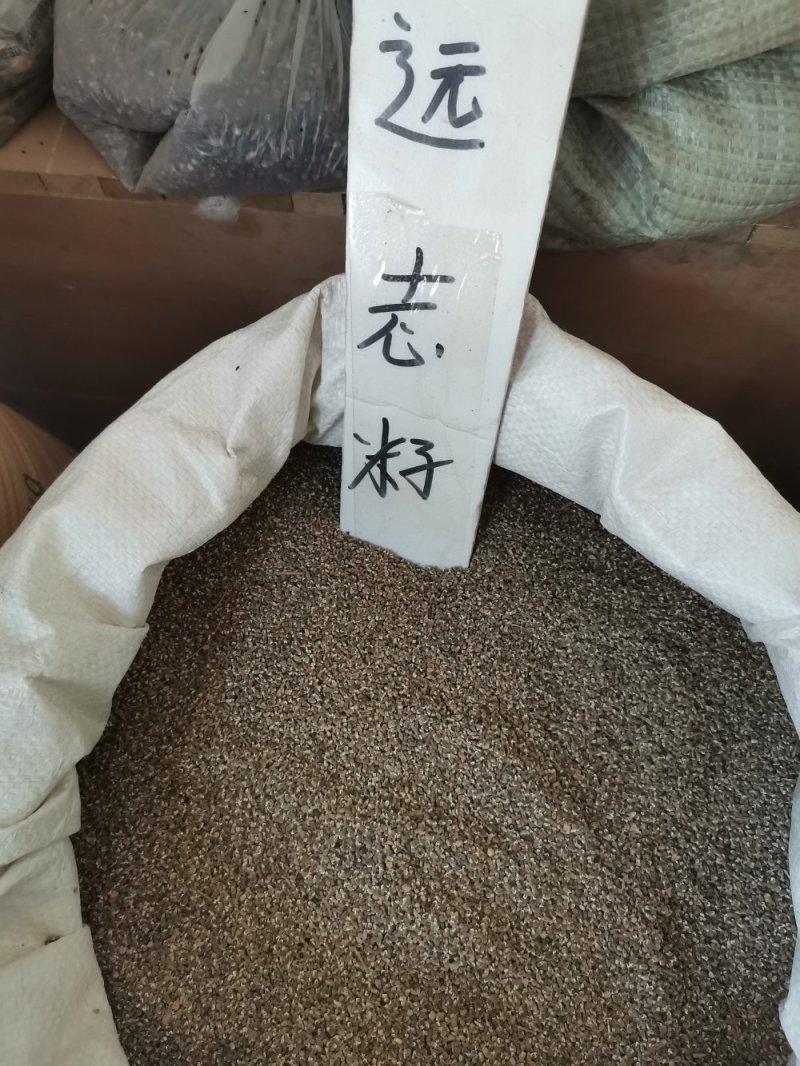 远志种子品质优良保证发芽率无土无掺杂