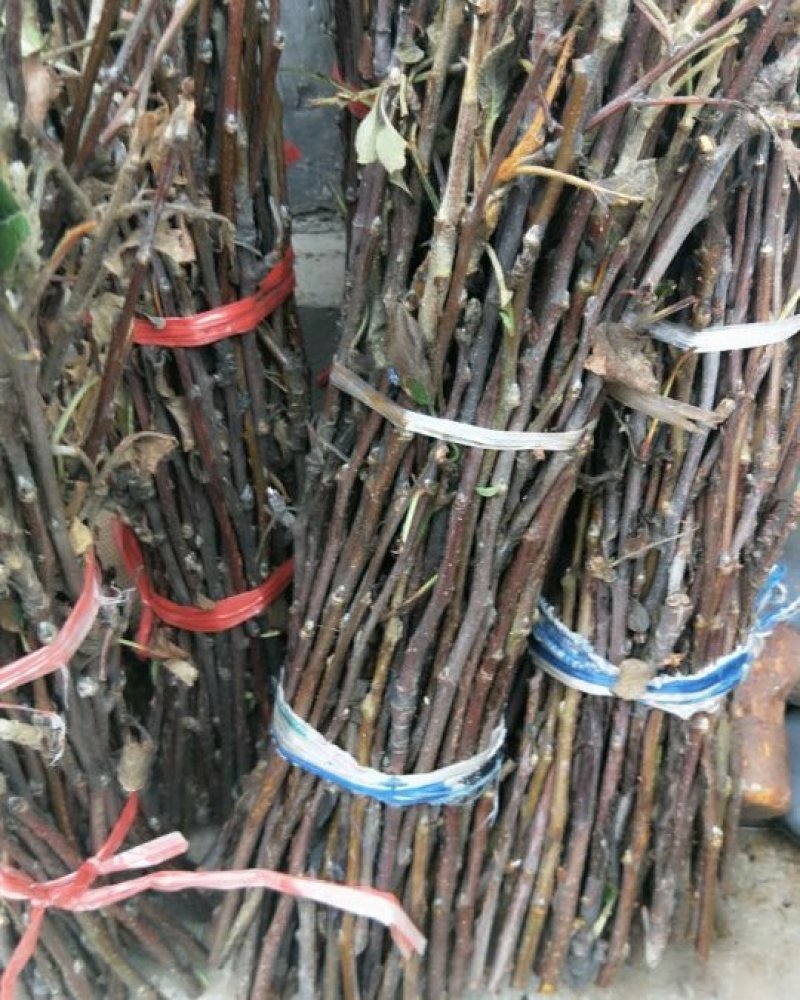 金蝉卵枝