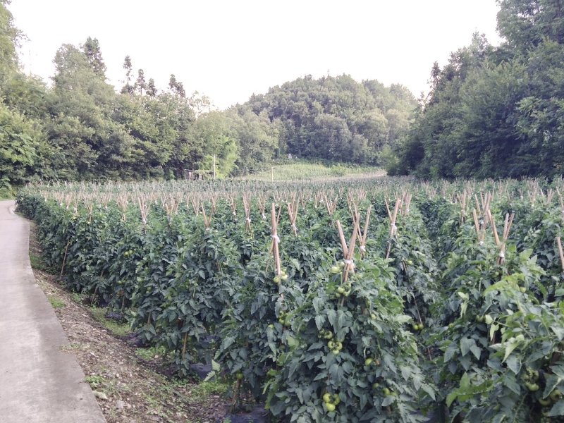 高山西红柿