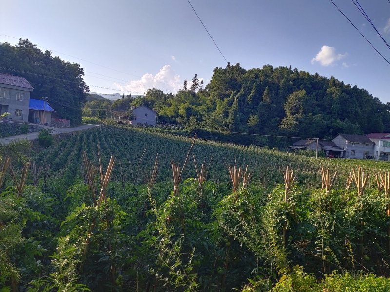 高山西红柿