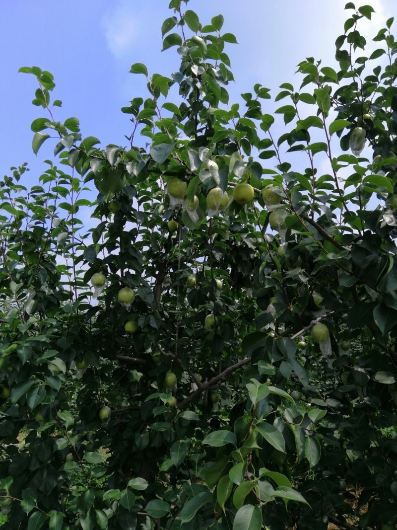 皇冠梨，一手货源，自家的果山。