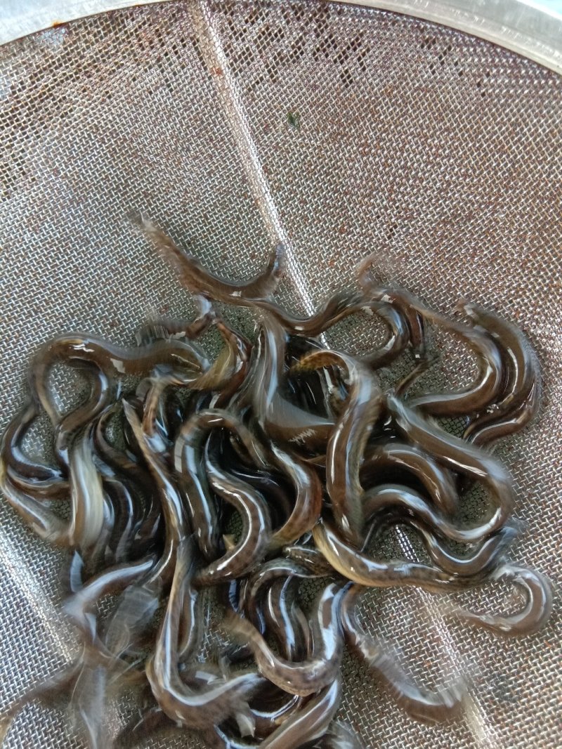 【包送贵川】重庆泥鳅鲜活#产地直供#量大从优