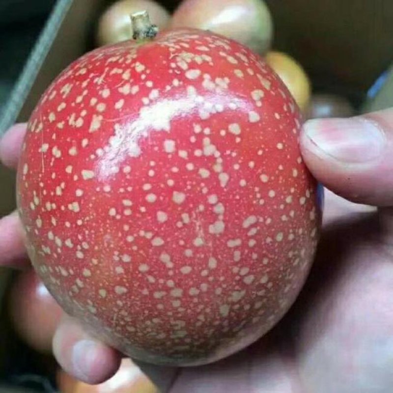 正宗满天星百香果苗带土发货成活率百份百！