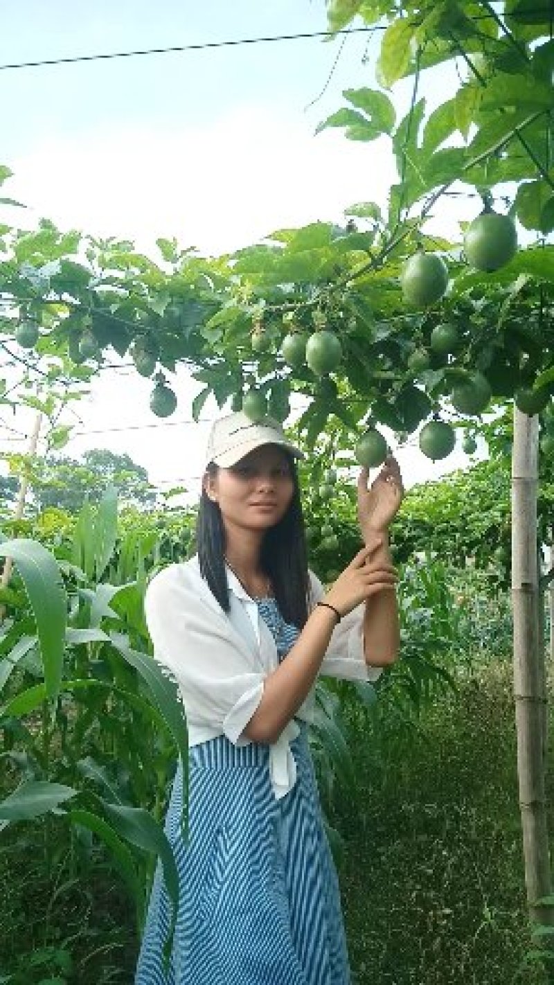 正宗满天星百香果苗带土发货成活率百份百！