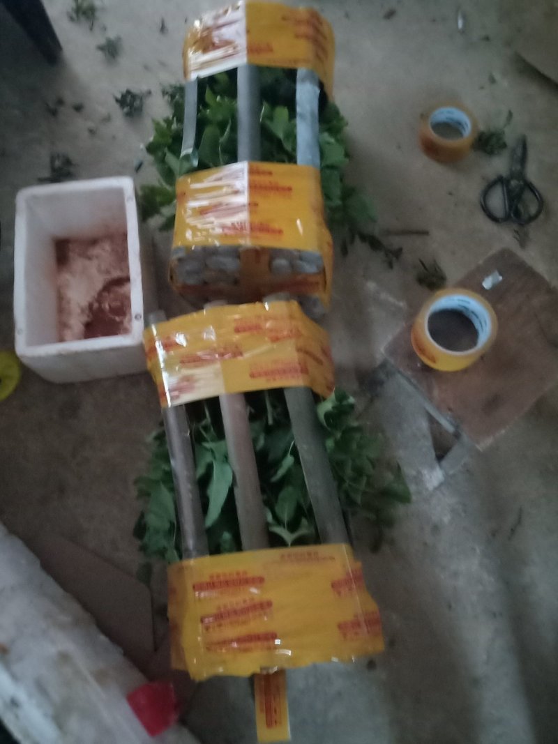 正宗满天星百香果苗带土发货成活率百份百！