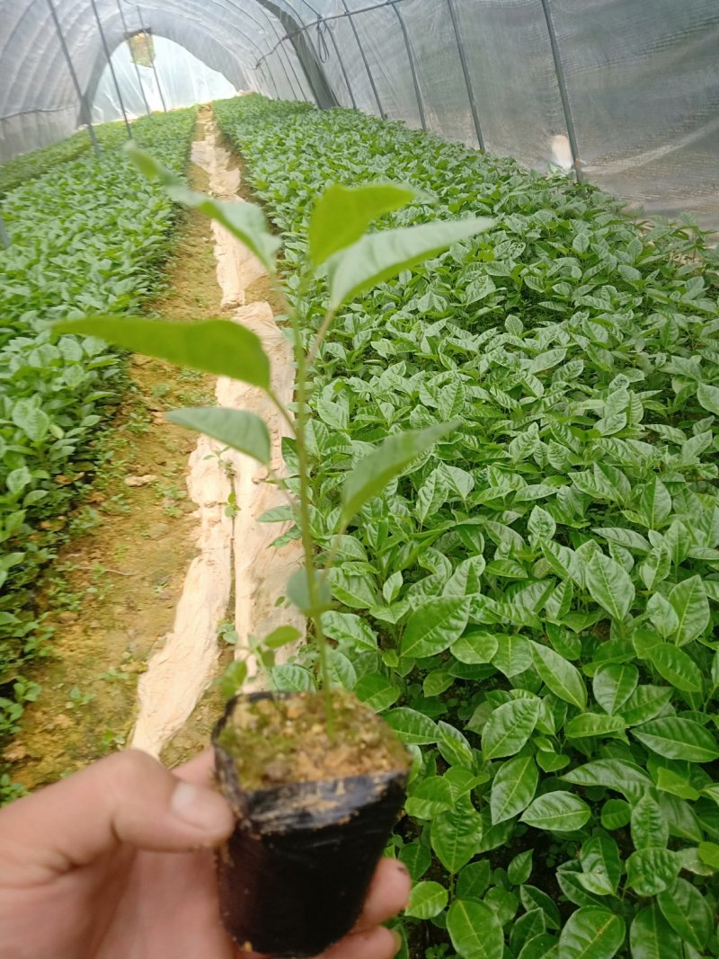 正宗满天星百香果苗带土发货成活率百份百！