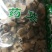 铁包金干品无硫冷背品种一公斤起包邮